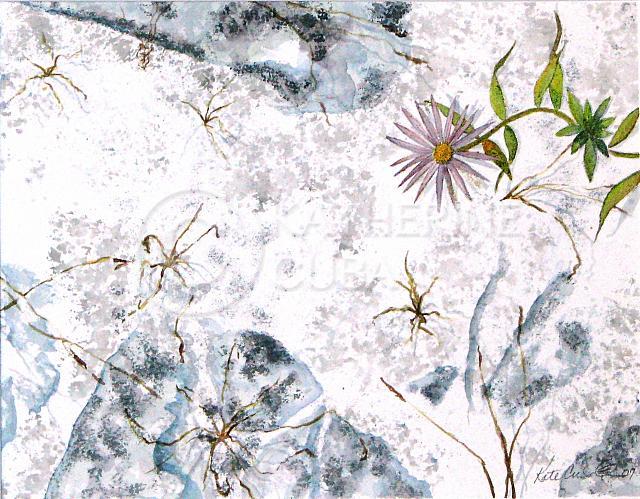 SOLD - Aster